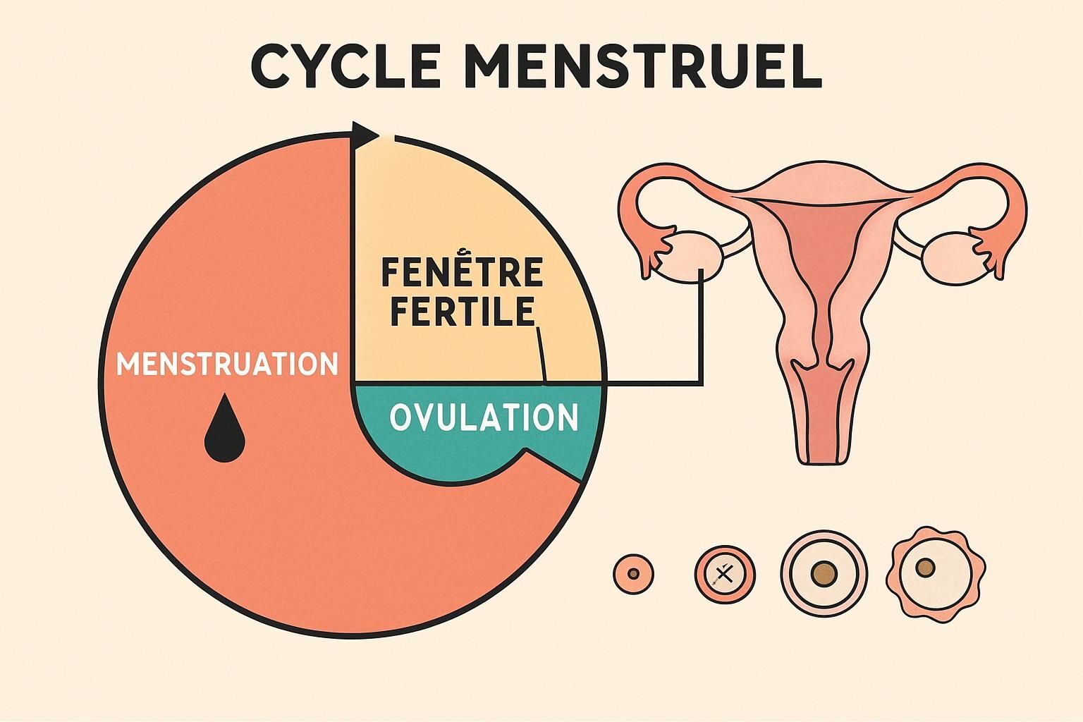Découvrez comment calculer votre ovulation avec notre guide complet pour repérer facilement vos jours fertiles et optimiser vos chances de grossesse.